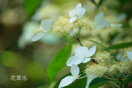 荼蘼花的养殖方法介绍!荼蘼花这样养才能养出它的高傲和清秀