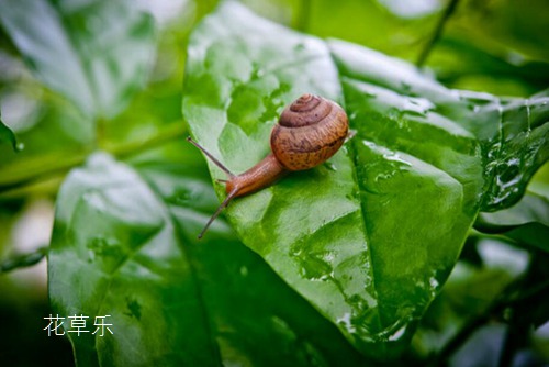 蜗牛是益虫还是害虫？蜗牛危害特点及防治措施