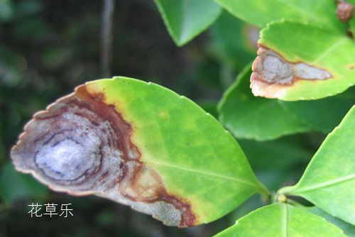 花草盆景病害防治 花卉发生炭疽病怎么治