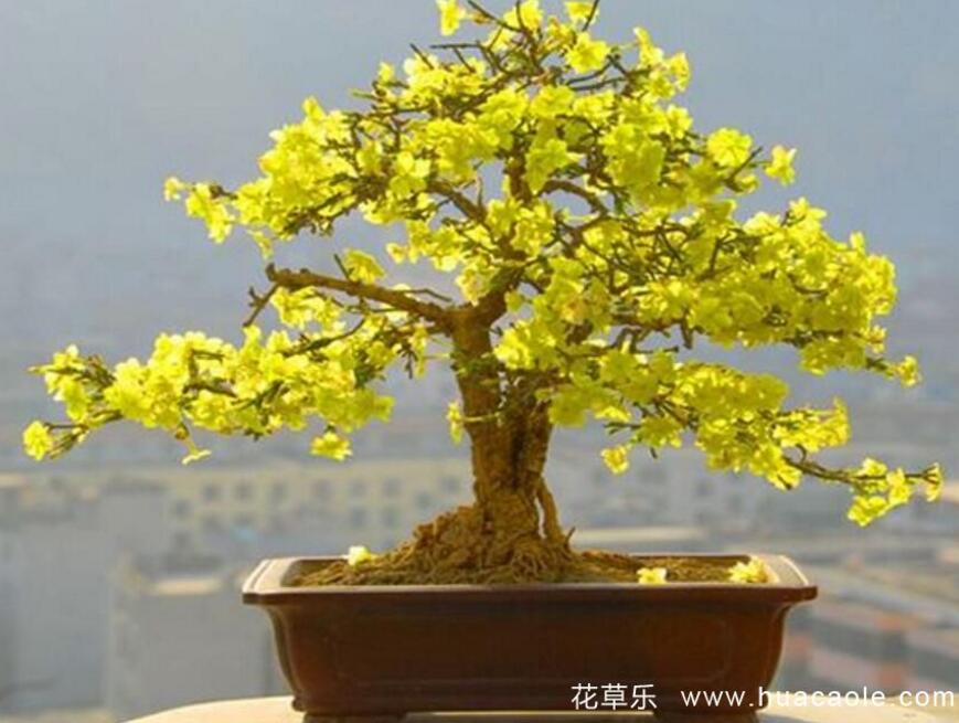 迎春花怎样养？迎春花盆景的养护与管理