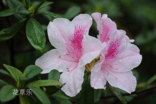 杜鹃花怎样浇水，花开得才艳丽而且花期又长